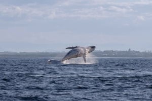 Byron Bay: Tour in barca per l'osservazione delle balene