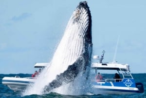 Byron Bay: Whale Watching Cruise with a Marine Biologist