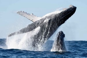 Byron Bay: Whale Watching Cruise with a Marine Biologist