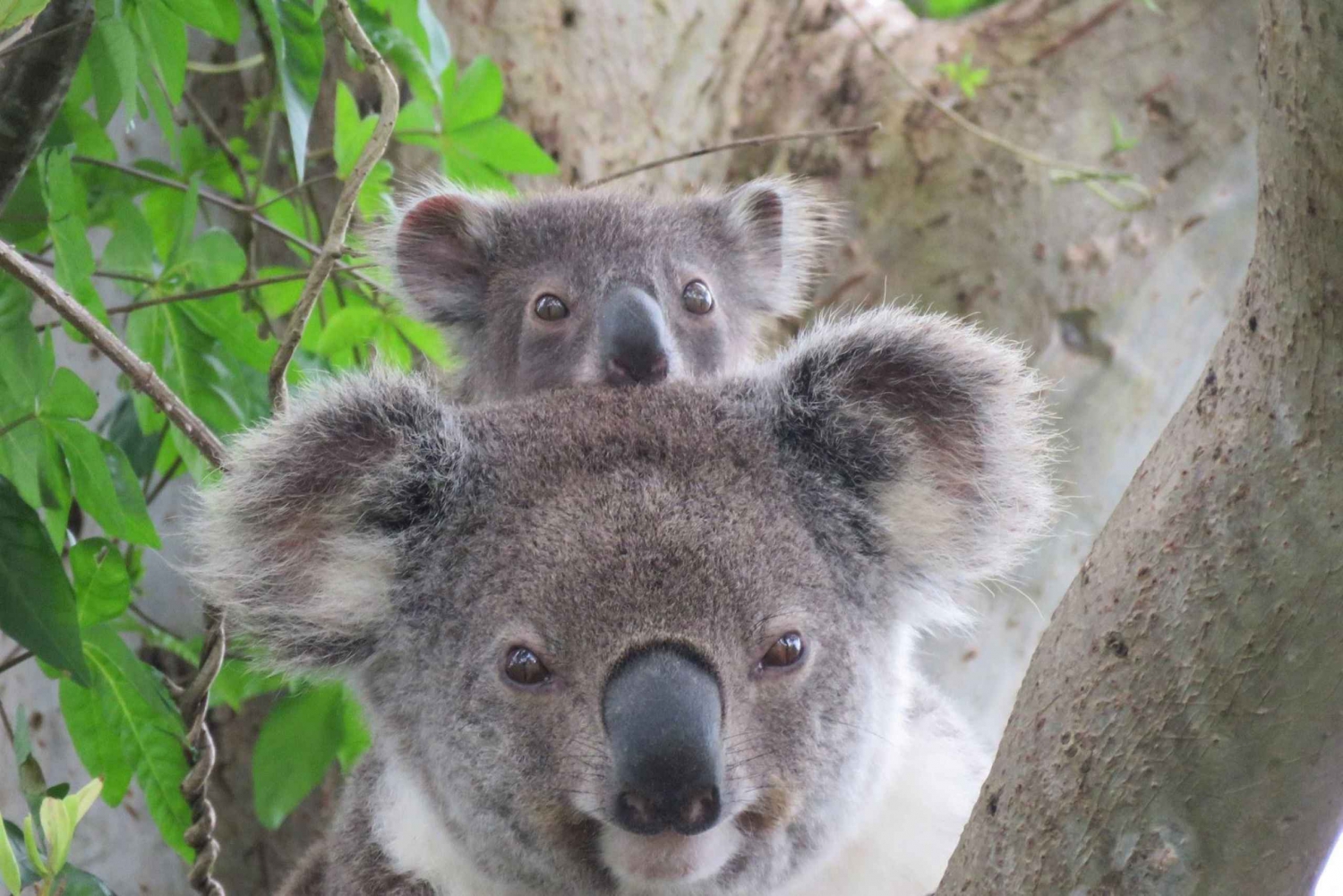 Excursión al Koala Salvaje de Byron Bay