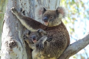 Excursion à Byron Bay pour observer les koalas sauvages