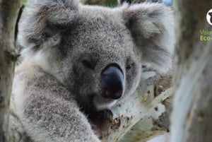 Passeio de Koala Selvagem em Byron Bay