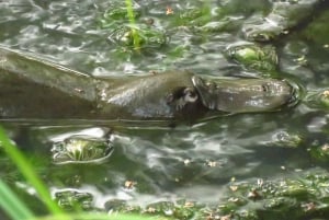 From Byron Bay: Platypus Spotting Walk