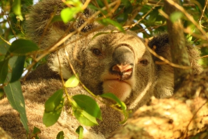 From Byron Bay: Platypus Spotting Walk