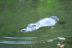 From Byron Bay: Platypus Spotting Walk