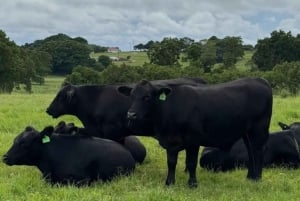 Gold Coast: Byron Bay Day Trip with Lighthouse & The Farm