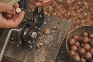 Gold Coast: Tropical Fruit World -koko maatilakierros