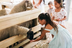 Gold Coast: Tropical Fruit World -koko maatilakierros