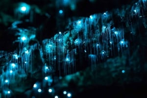 Byron Bay: Hinterland Magic and Glow-Worm Experience