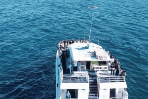 Main Beach: Broadwater Discovery Lunch Cruise