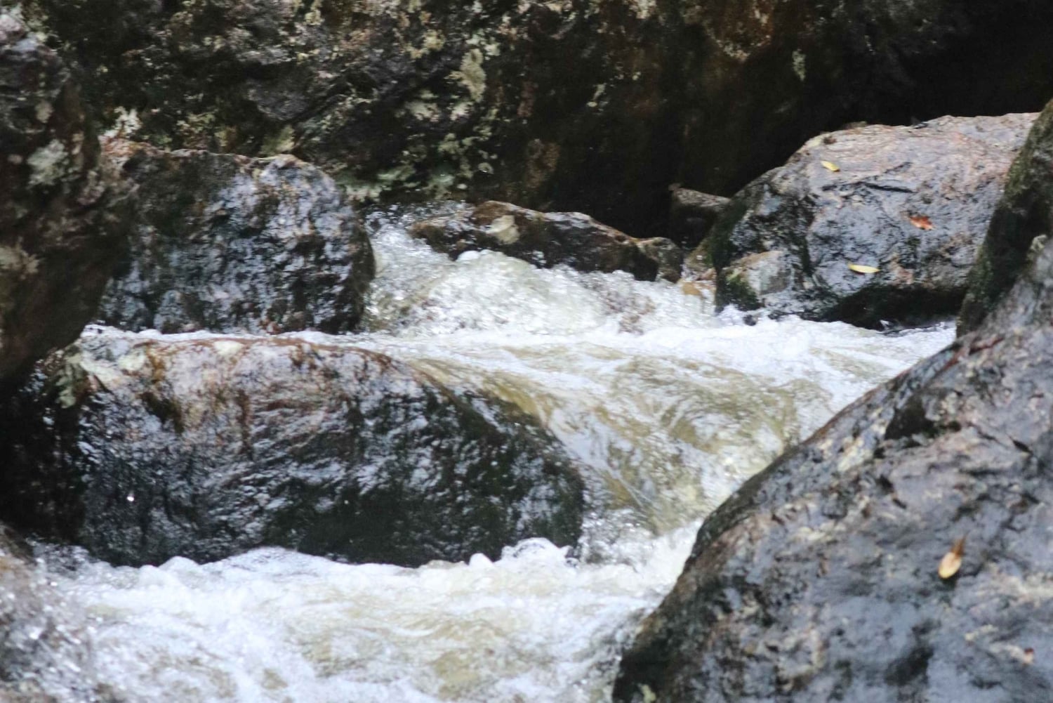 Minyon Waterfall Rainforest Tour