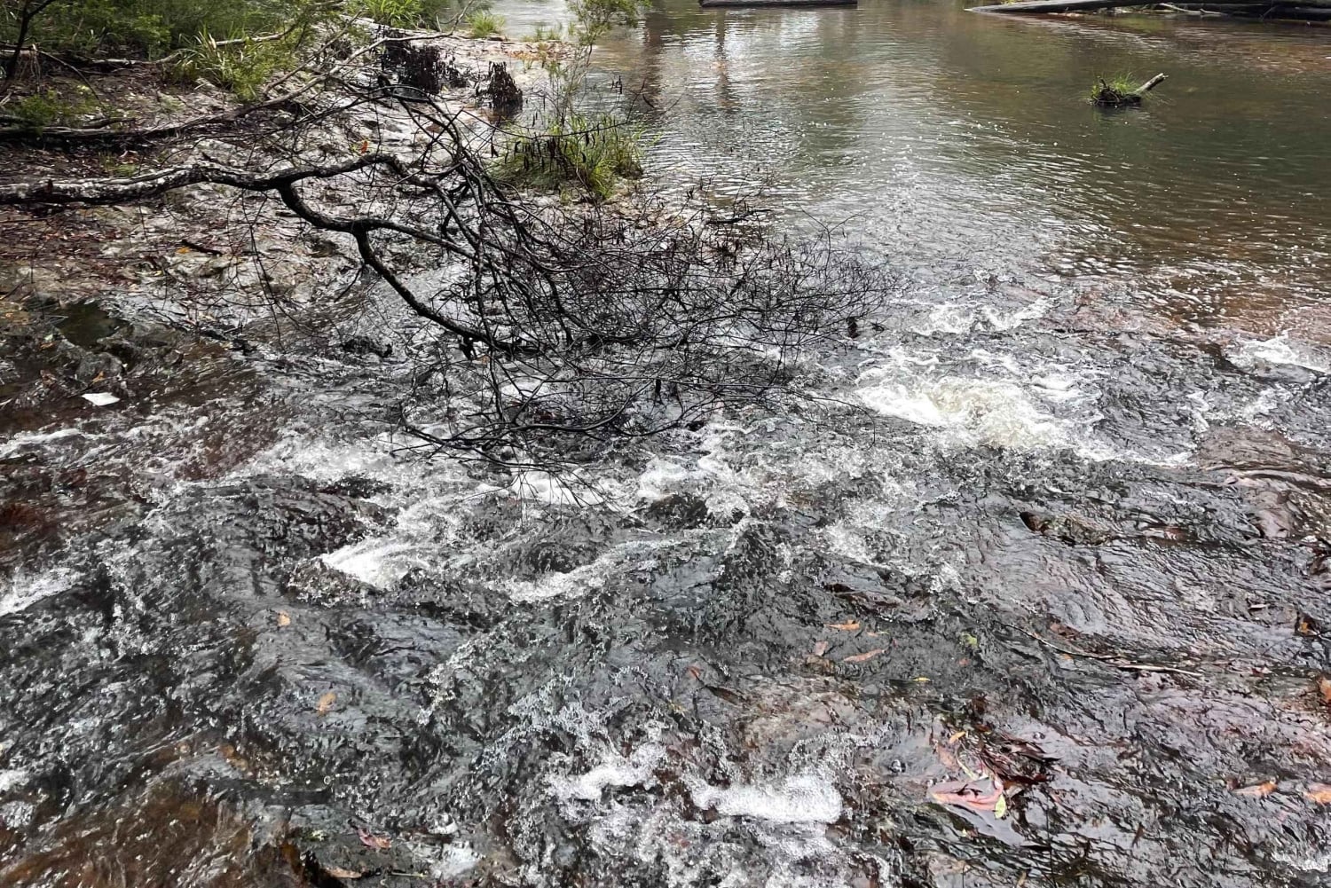 Minyon Waterfall Rainforest Tour