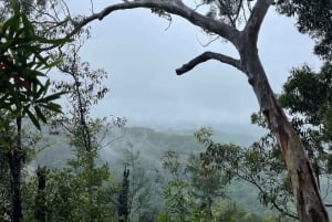 Excursion dans la forêt tropicale de la cascade de Minyon