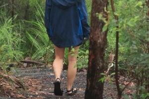 Minyon Waterfall Rainforest Tour