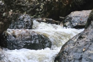 Minyon Waterfall Rainforest Tour