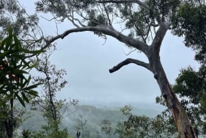 Minyon Waterfall Rainforest Tour