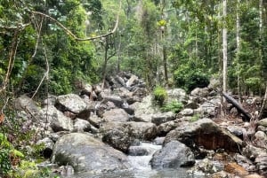 Minyon Waterfall Rainforest Tour