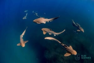 Byron Bay: Snorkeltocht naar Julian Rocks 'Nuthungulli'