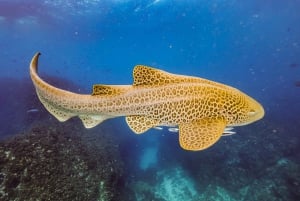 Brunswick Heads: Snorkelling in Byron Bay