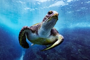 Mergulho com snorkel em Byron Bay