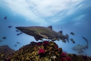 Snorkeling a Byron Bay