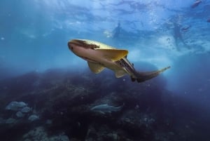 Snorkling i Byron Bay