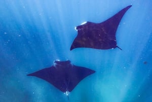 Snorkeling a Byron Bay