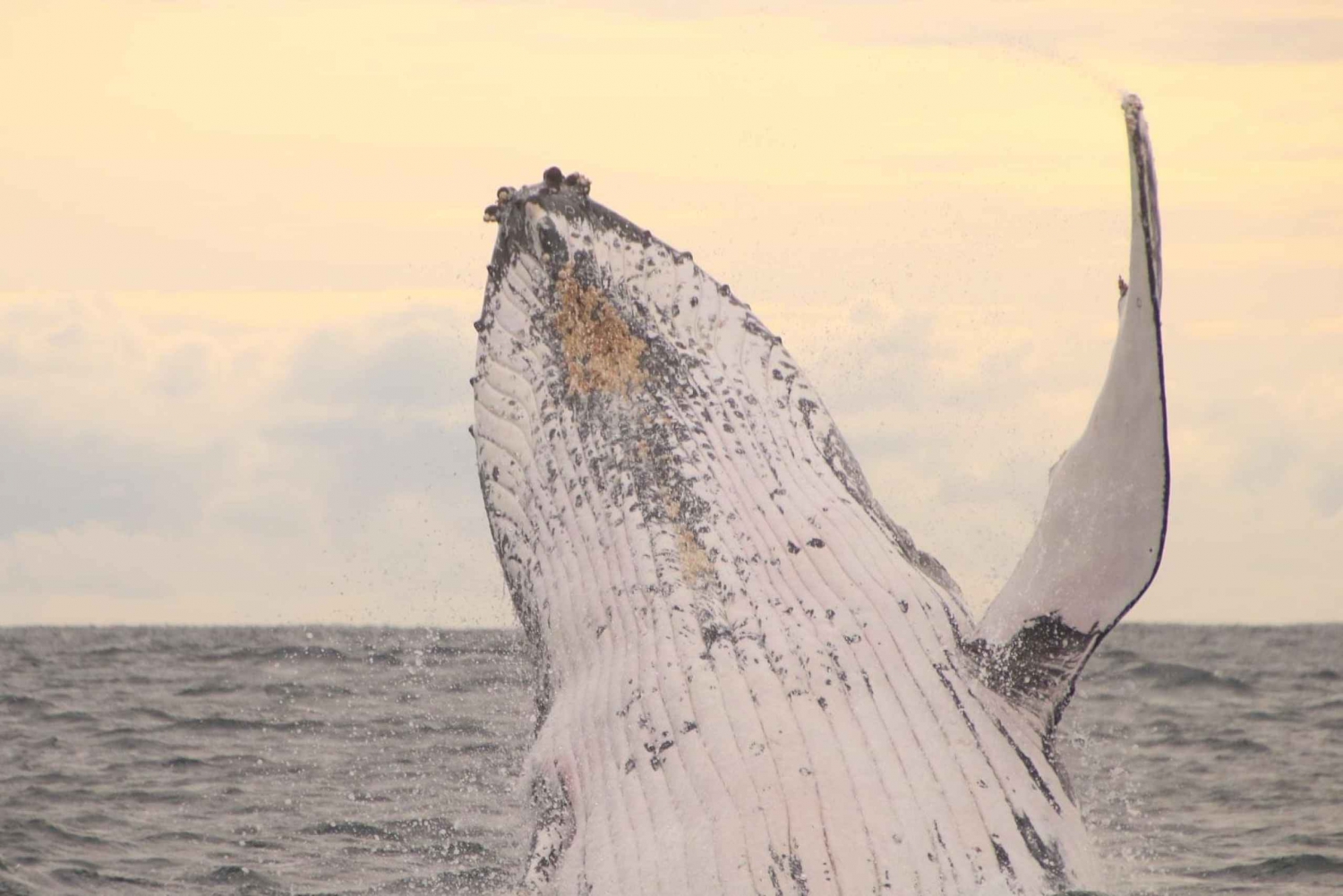Safari de avistamiento de ballenas en Byron Bay