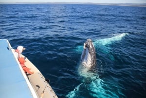 Safári de observação de baleias em Byron Bay