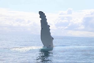 Safari per l'osservazione delle balene a Byron Bay