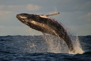 Safari d'observation des baleines à Byron Bay