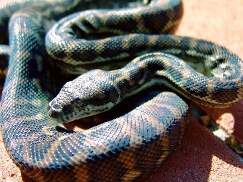 Carpet Snake    