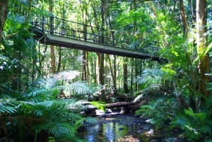 2-Day Atherton Tablelands, Mossman Gorge and Daintree Tour