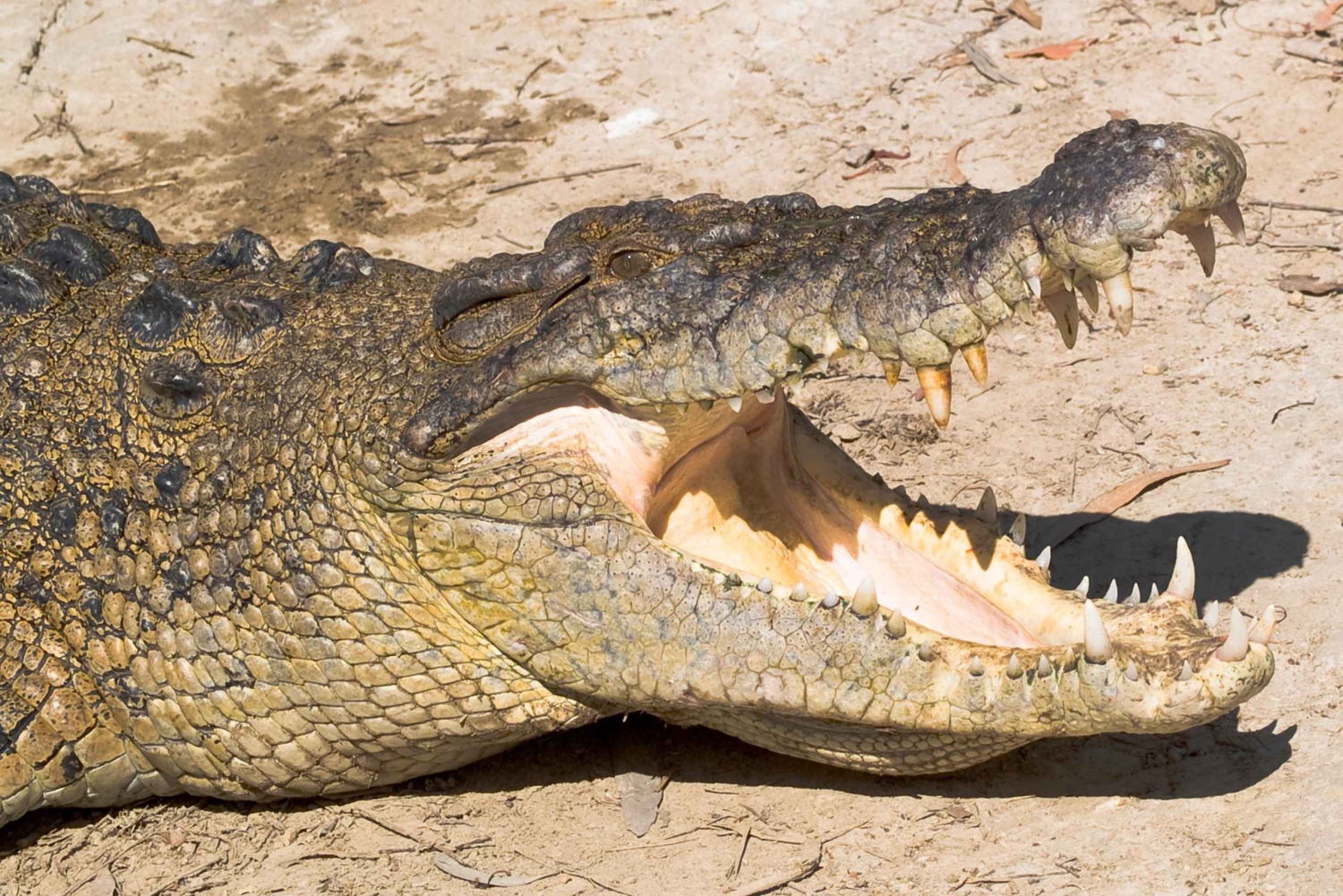 Excursão de 2 dias ao Paronella Park & Tablelands + Excursão a Cape Tribulation