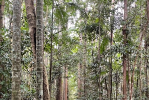 Excursão de 2 dias ao Paronella Park & Tablelands + Excursão a Cape Tribulation