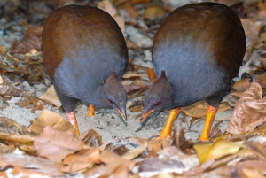 Excursão de 2 dias ao Paronella Park & Tablelands + Excursão a Cape Tribulation