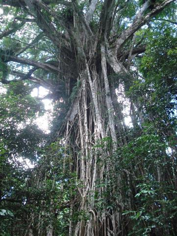 Barefoot Tours