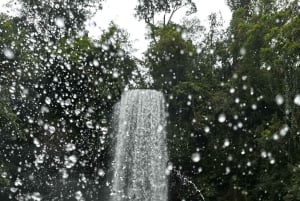 Cairns: 2-daagse tour naar de Atherton Tablelands en Cape Tribulation