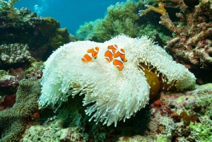 Cairns: 2-dages Barrier Reef Pontoon & Fitzroy Island Tour