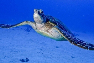 Cairns: 2-daagse duik- en snorkeltrip in het Groot Barrièrerif