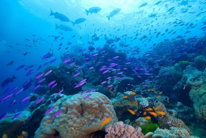 Cairns: Excursión de 2 días en barco para bucear y hacer snorkel en la Gran Barrera de Coral