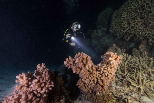 Cairns: 2-dniowa wycieczka łodzią do nurkowania i snorkelingu na Wielkiej Rafie Koralowej
