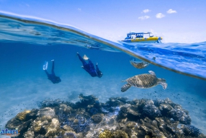 Cairns: 2 Tage Daintree & Riff-Erlebnis