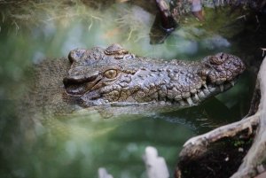 Cairns: 2 Tage Daintree & Riff-Erlebnis