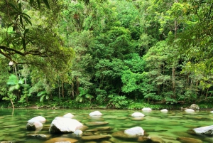 Cairns: 2 Tage Daintree & Riff-Erlebnis