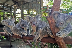 Cairns: 4 Attraction 7-Day Pass