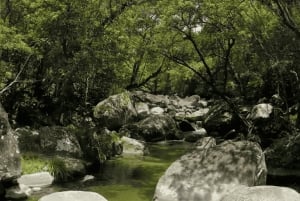 Cairns: aventura aborigen en la costa y excursión a Mossman Gorge