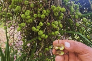 ATHERTON TABLELANDS: Kulturelle Entdeckungstour