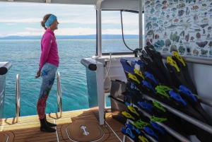 Cairns: All-Inclusive Great Barrier Reef Half-Day Snorkeling