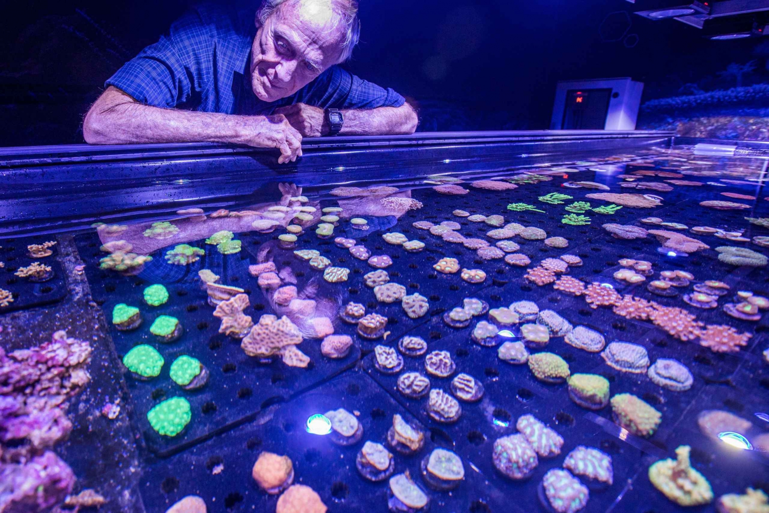 Cairns: Adgangsbillet til akvarium og koralbevarelsestur